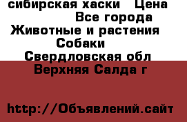 l: сибирская хаски › Цена ­ 10 000 - Все города Животные и растения » Собаки   . Свердловская обл.,Верхняя Салда г.